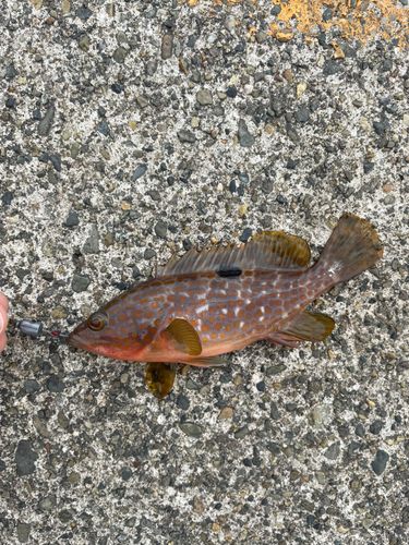 キジハタの釣果