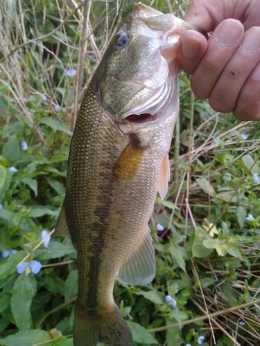 ラージマウスバスの釣果