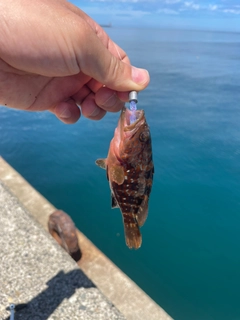 キジハタの釣果