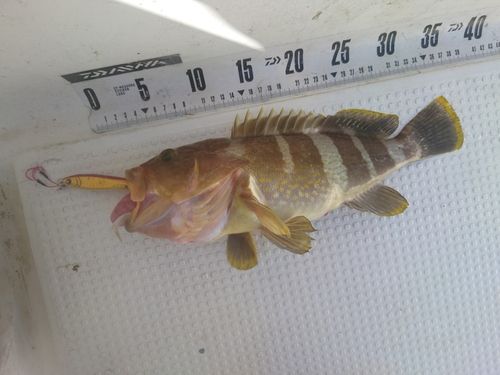 アオハタの釣果