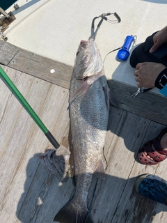 オオニベの釣果