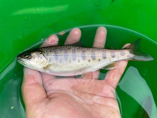 ヤマメの釣果