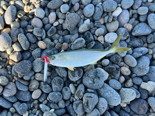 コゾクラの釣果