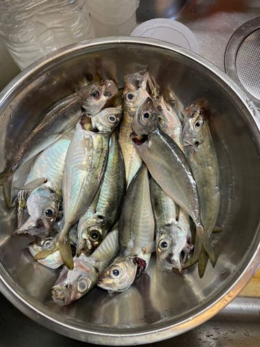 アジの釣果