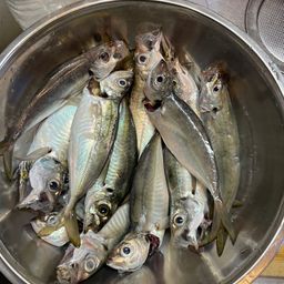 アジ