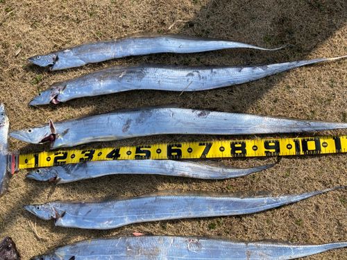 タチウオの釣果