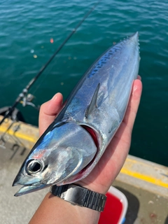 ソウダガツオの釣果