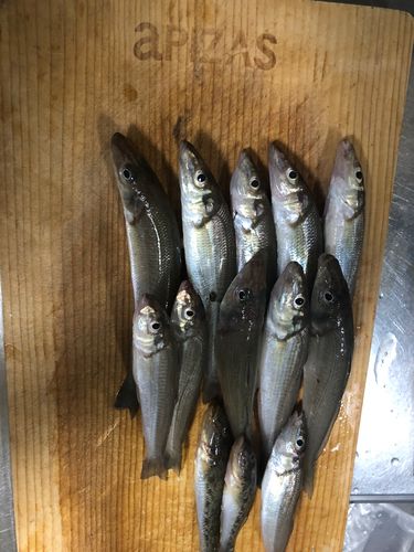 シロギスの釣果