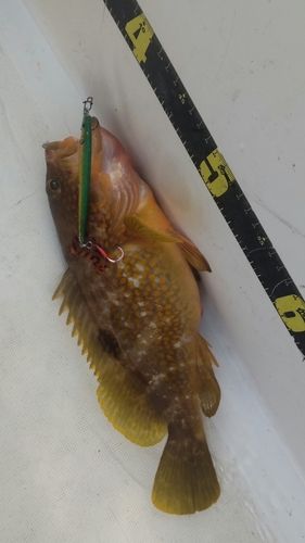 キジハタの釣果