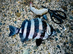 イシダイの釣果