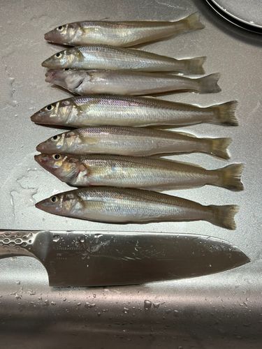 キスの釣果
