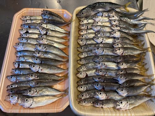 マアジの釣果