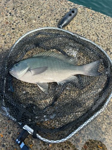 グレの釣果