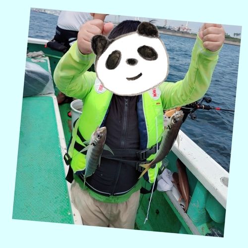 マアジの釣果