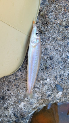 シロギスの釣果