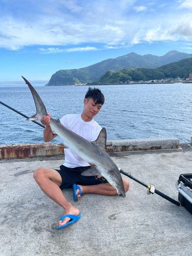 シュモクザメの釣果