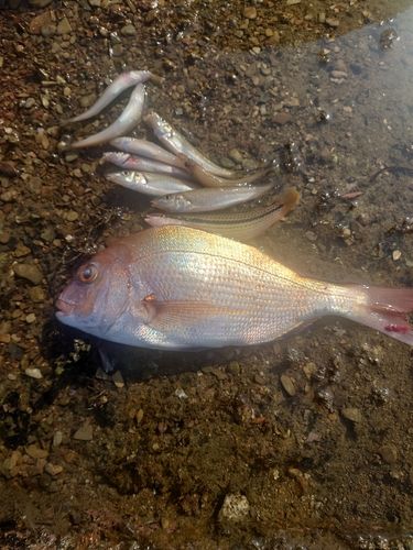 シロギスの釣果