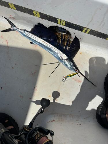 カジキの釣果 - アングラーズ | 釣果600万件の魚釣り情報サイト