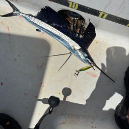 バショウカジキ