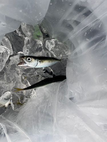 サバの釣果