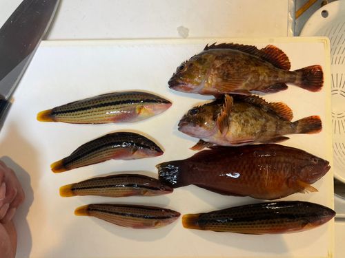 カサゴの釣果