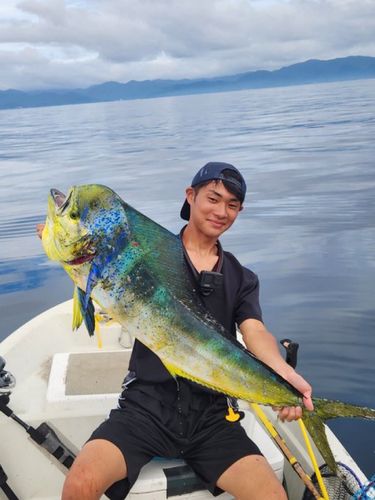 シイラの釣果