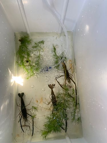 テナガエビの釣果