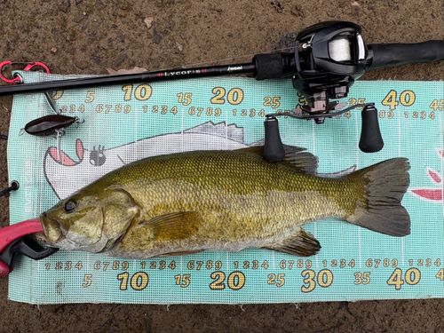 スモールマウスバスの釣果