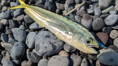 シイラの釣果
