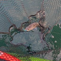 マゴチ