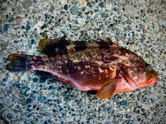 キジハタの釣果