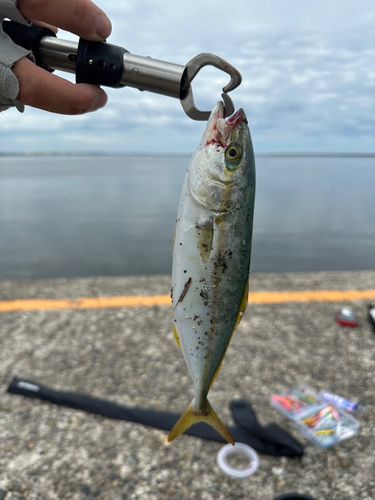 ワカシの釣果
