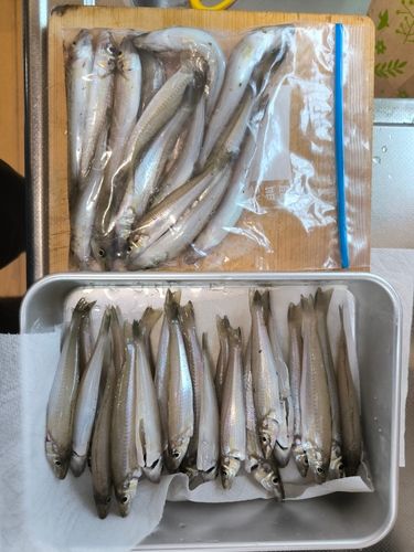 シロギスの釣果