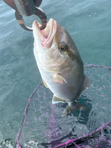 ショゴの釣果