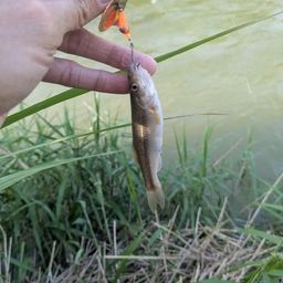 アブラハヤ