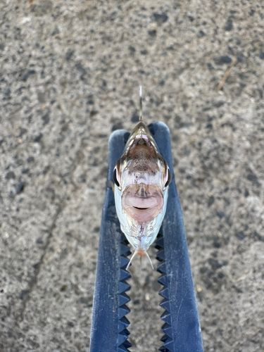 ヒイラギの釣果