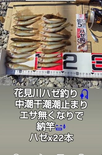 ハゼの釣果
