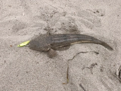 マゴチの釣果