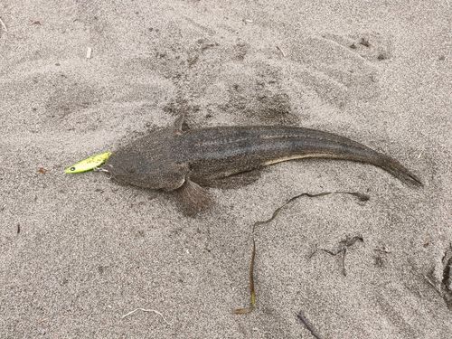 マゴチの釣果