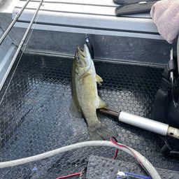 スモールマウスバス