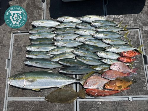 ブリの釣果
