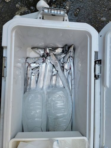 タチウオの釣果