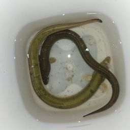 ウナギ