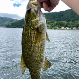 スモールマウスバス