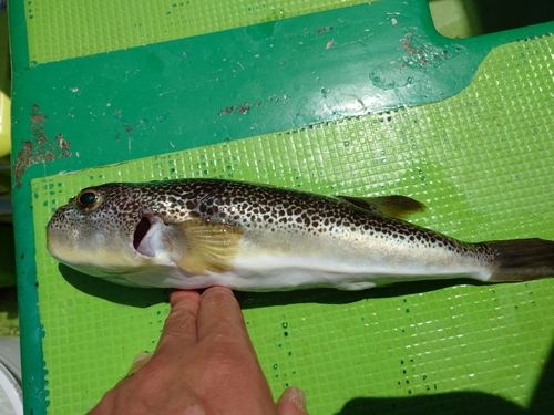 ショウサイフグの釣果