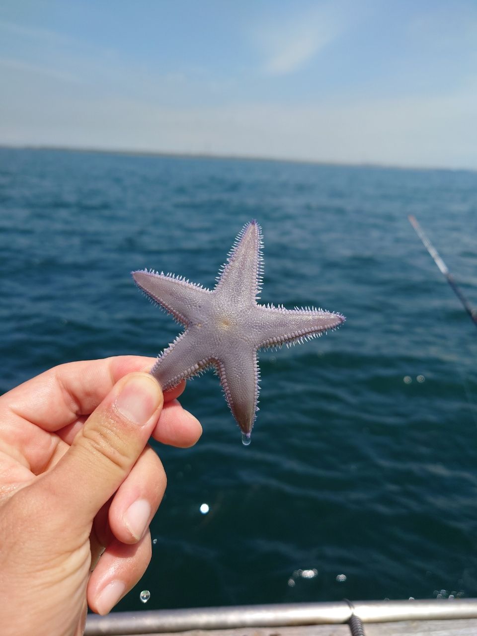 カワハギ太郎さんの釣果 2枚目の画像