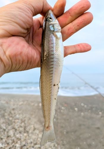 キスの釣果