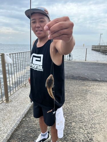 メゴチ