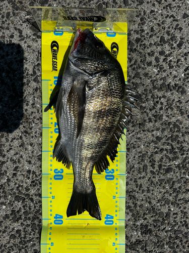 チヌの釣果
