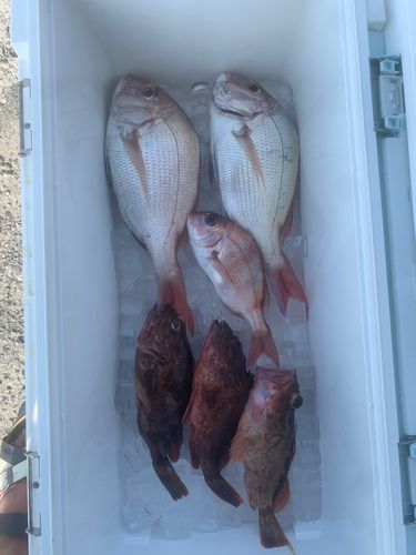マダイの釣果